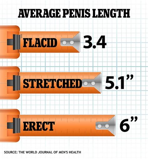 Comparing The Average Penis Size And Pornstar Penis Size (2024)